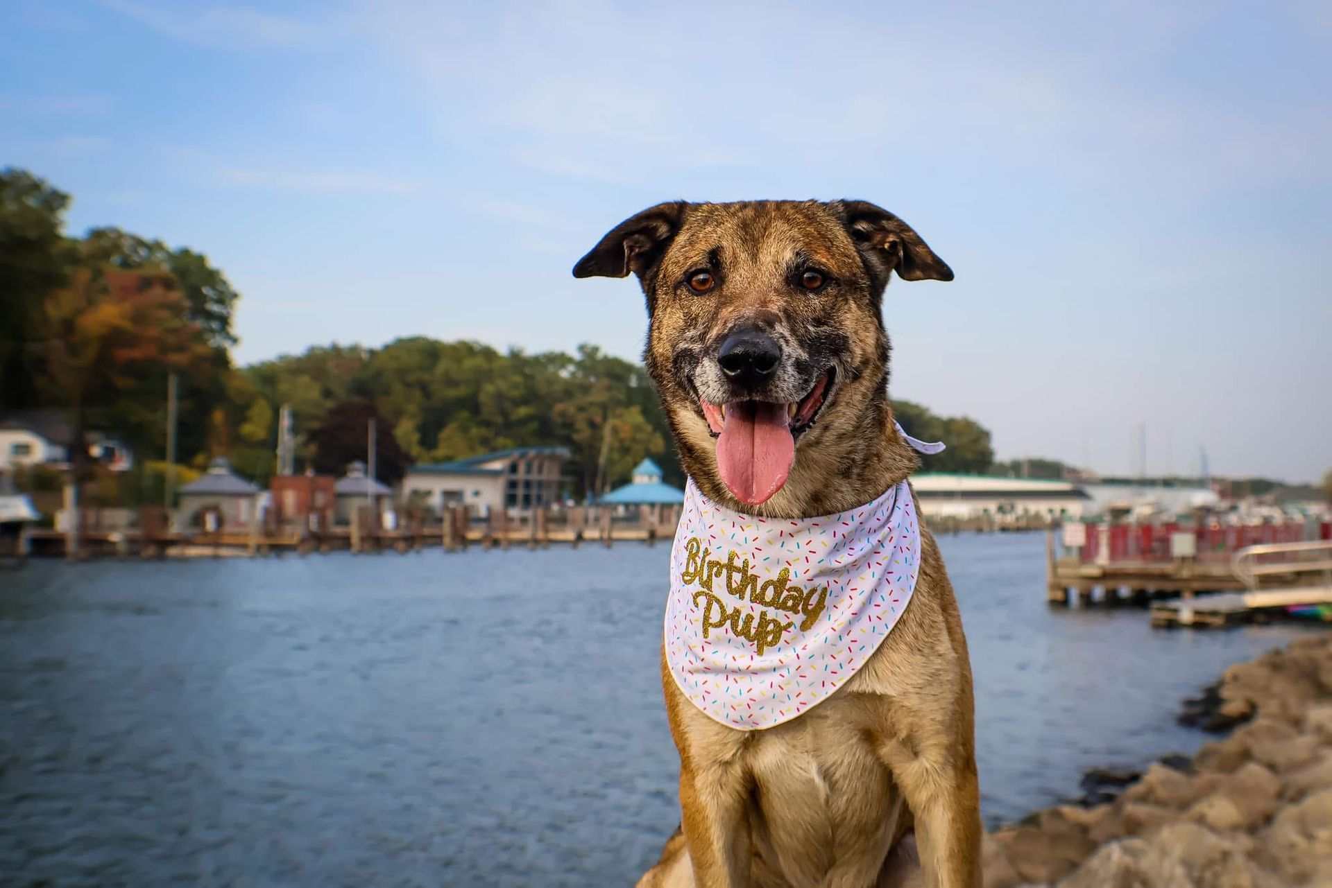 A dog wearing a bandana is sitting next to a body of water.