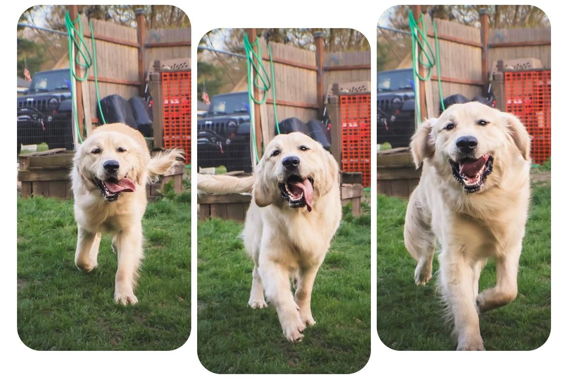 Three dogs are running on a lush green field.
