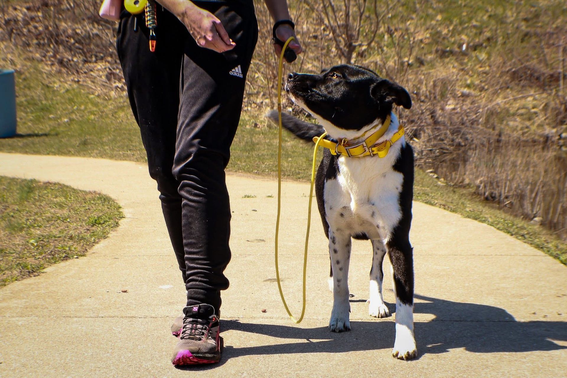 A person is walking a black and white dog on a leash