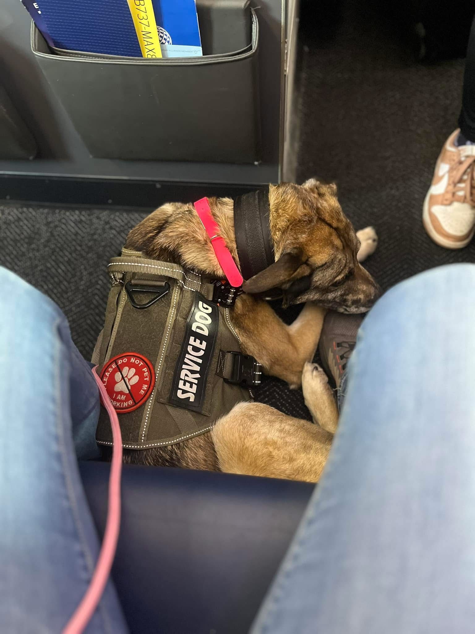 A dog wearing a service dog vest is laying on a person 's lap