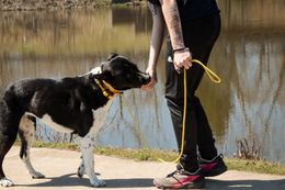 A man is walking a black and white dog on a leash.