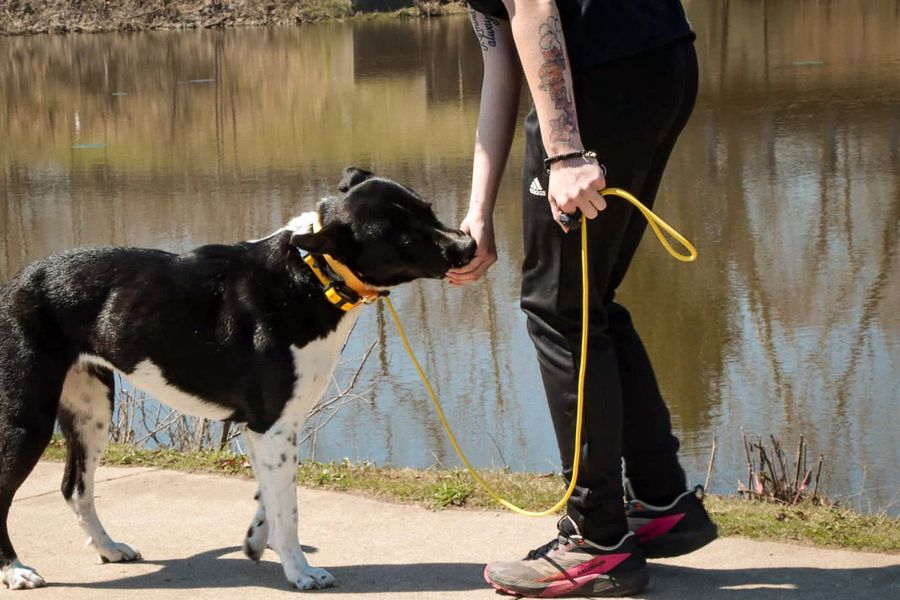 A man is walking a black and white dog on a leash.