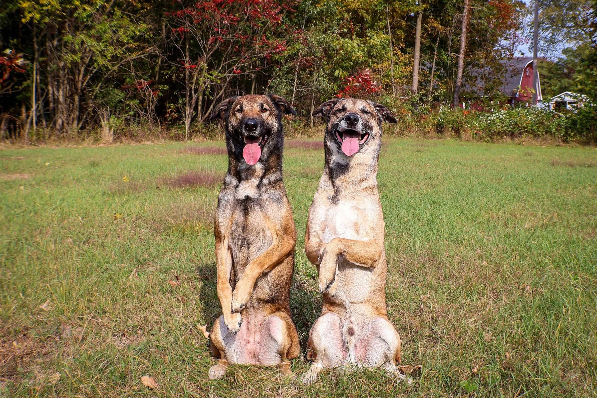 Two dogs are sitting on their hind legs in a grassy field.