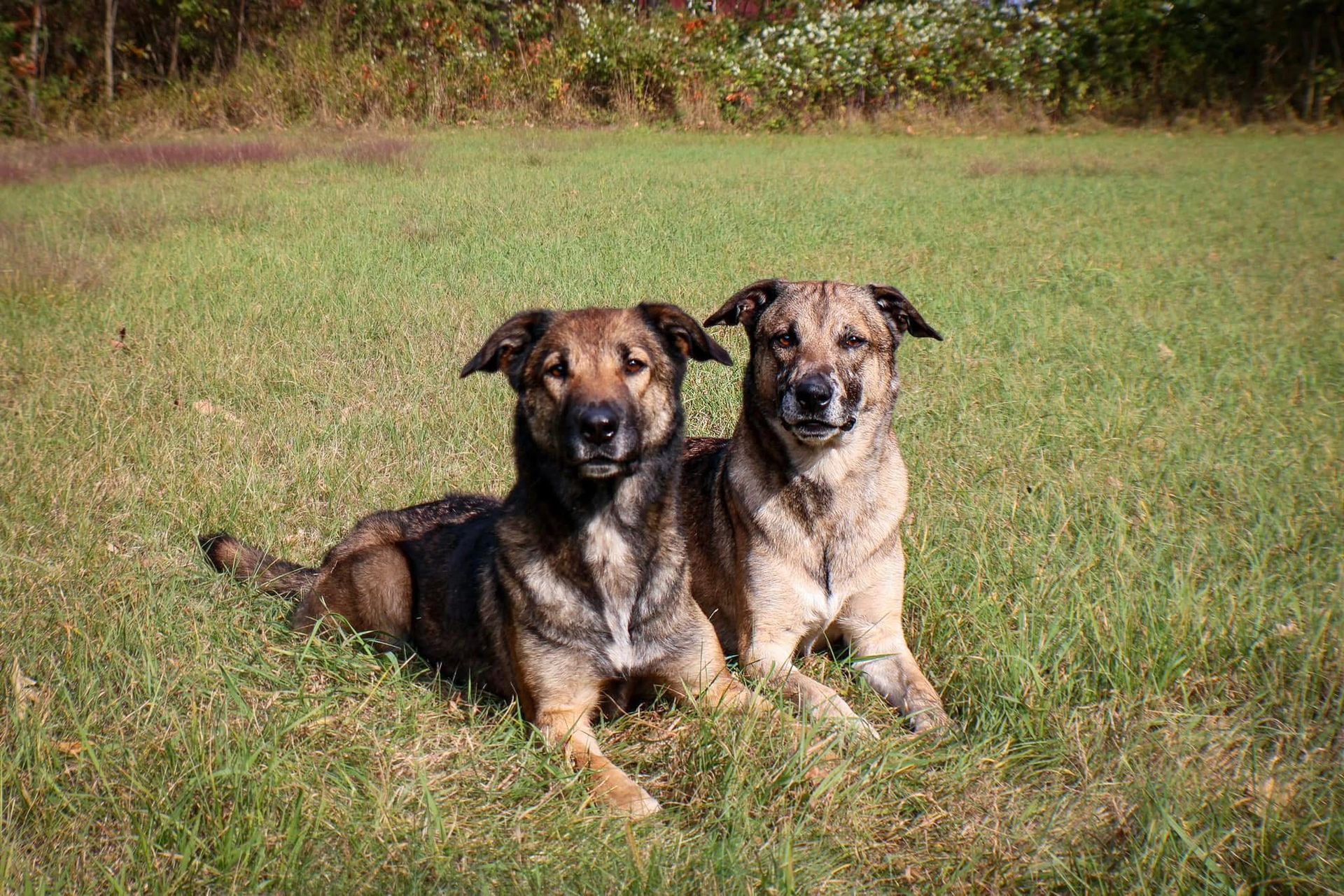 Two dogs are laying in the grass together in a field.