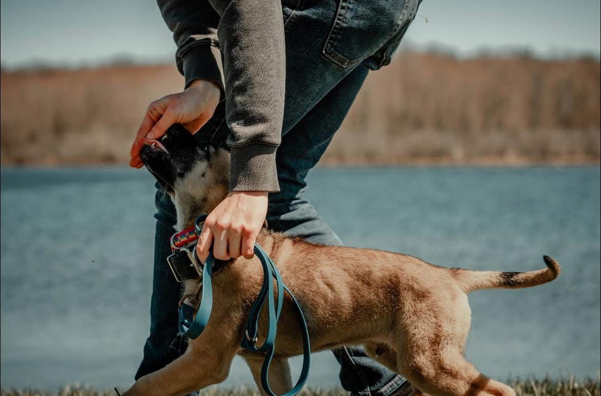 A person is walking a dog on a leash near a body of water.