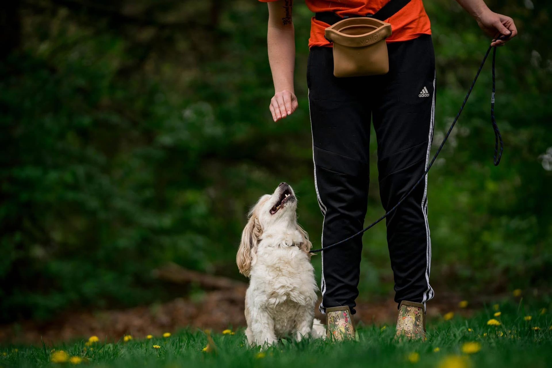 A woman is walking a dog on a leash in a field.