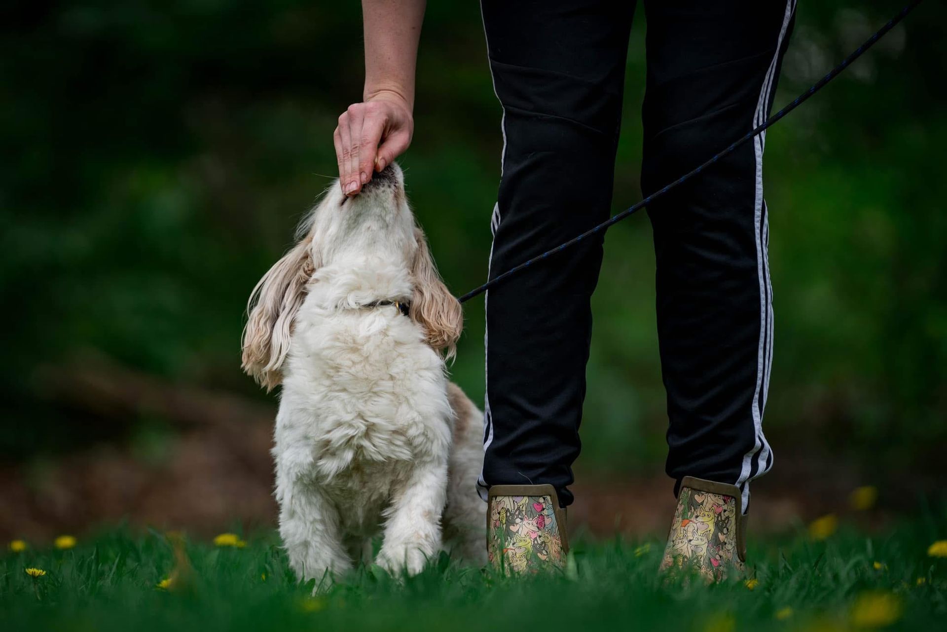 A person is petting a puppy on a leash in the grass.