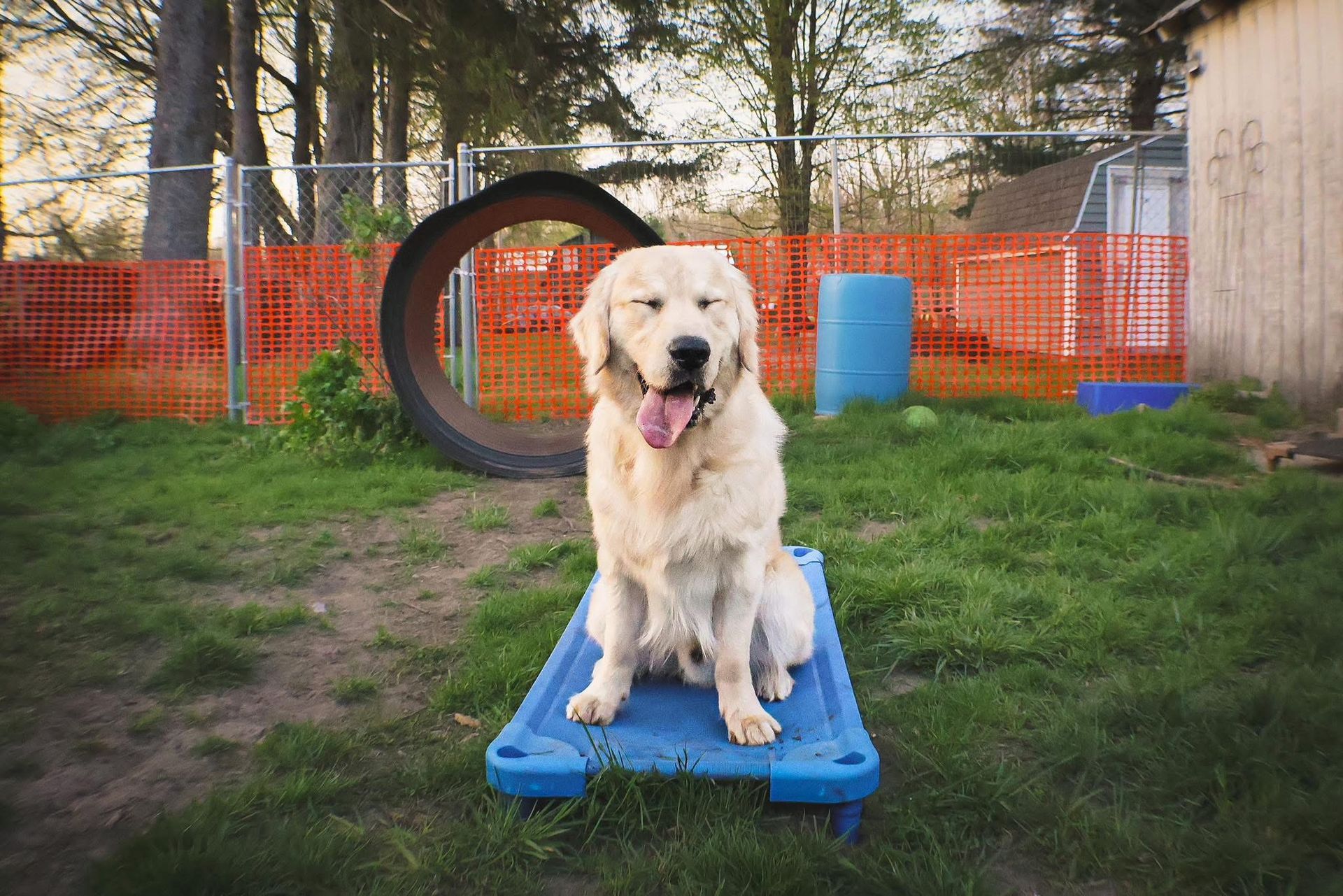 A dog is sitting on a blue platform in the grass.