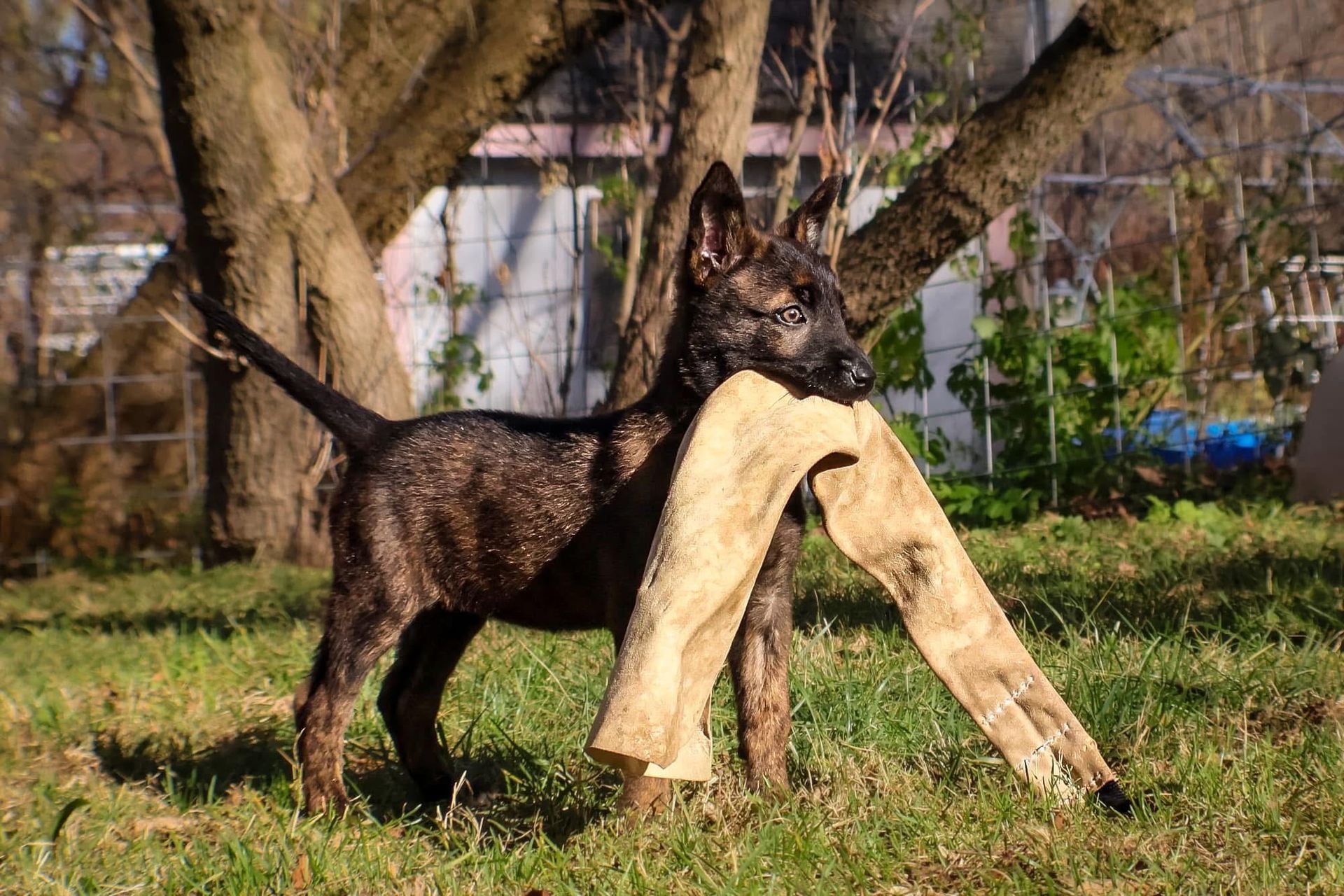 A puppy is standing in the grass with a stick in its mouth.