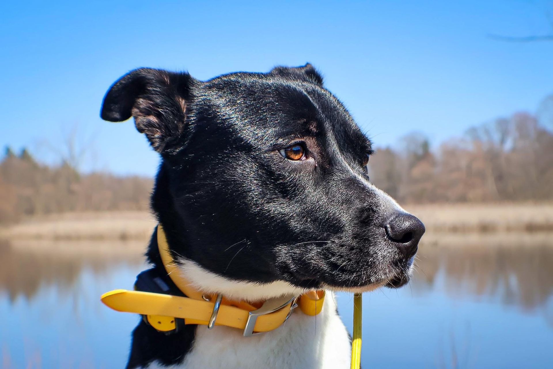 A black and white dog wearing a yellow collar is standing next to a body of water.