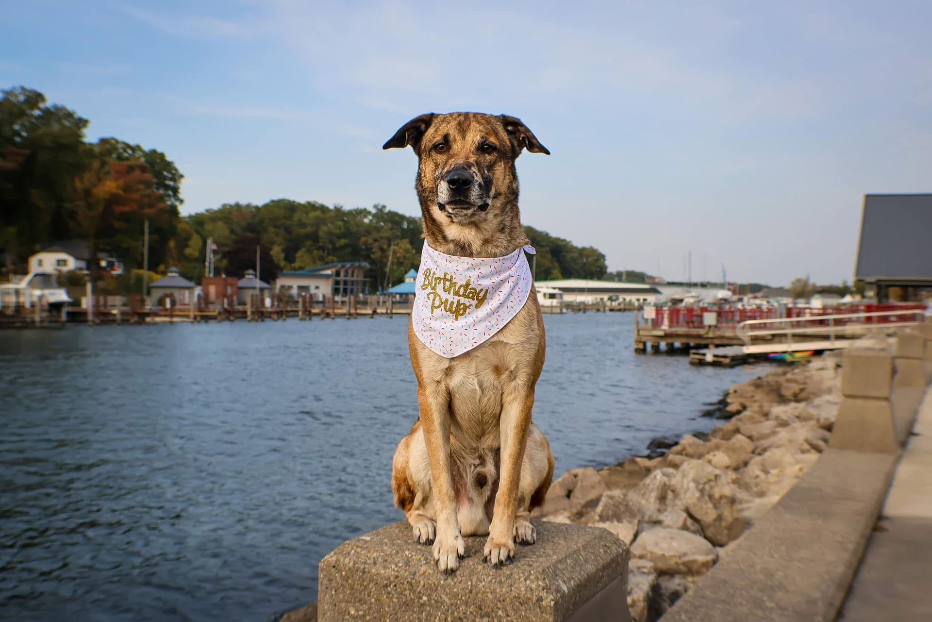 A dog wearing a bandana is sitting on a stone wall next to a body of water.