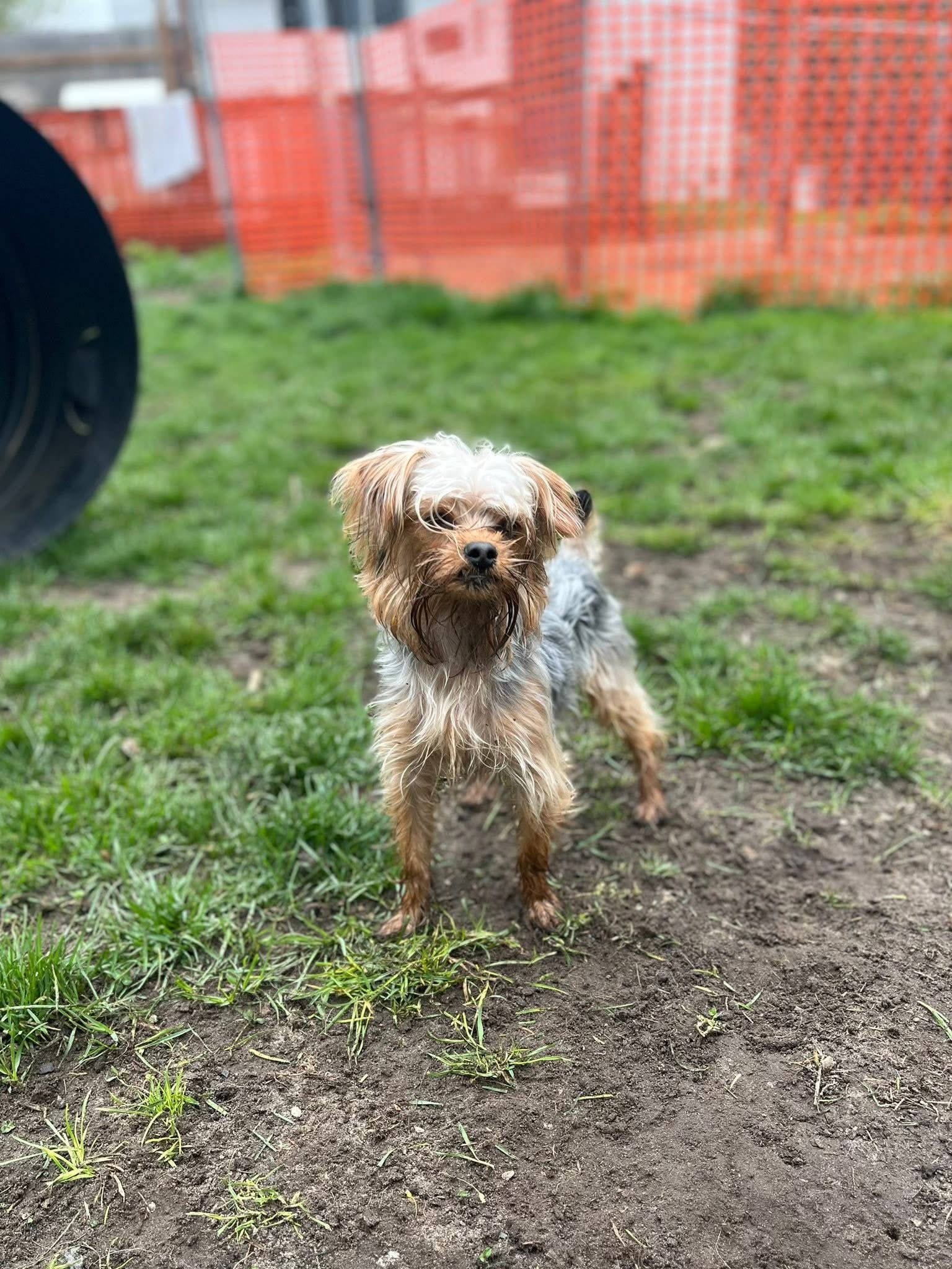 A small dog is standing in the grass in a park.