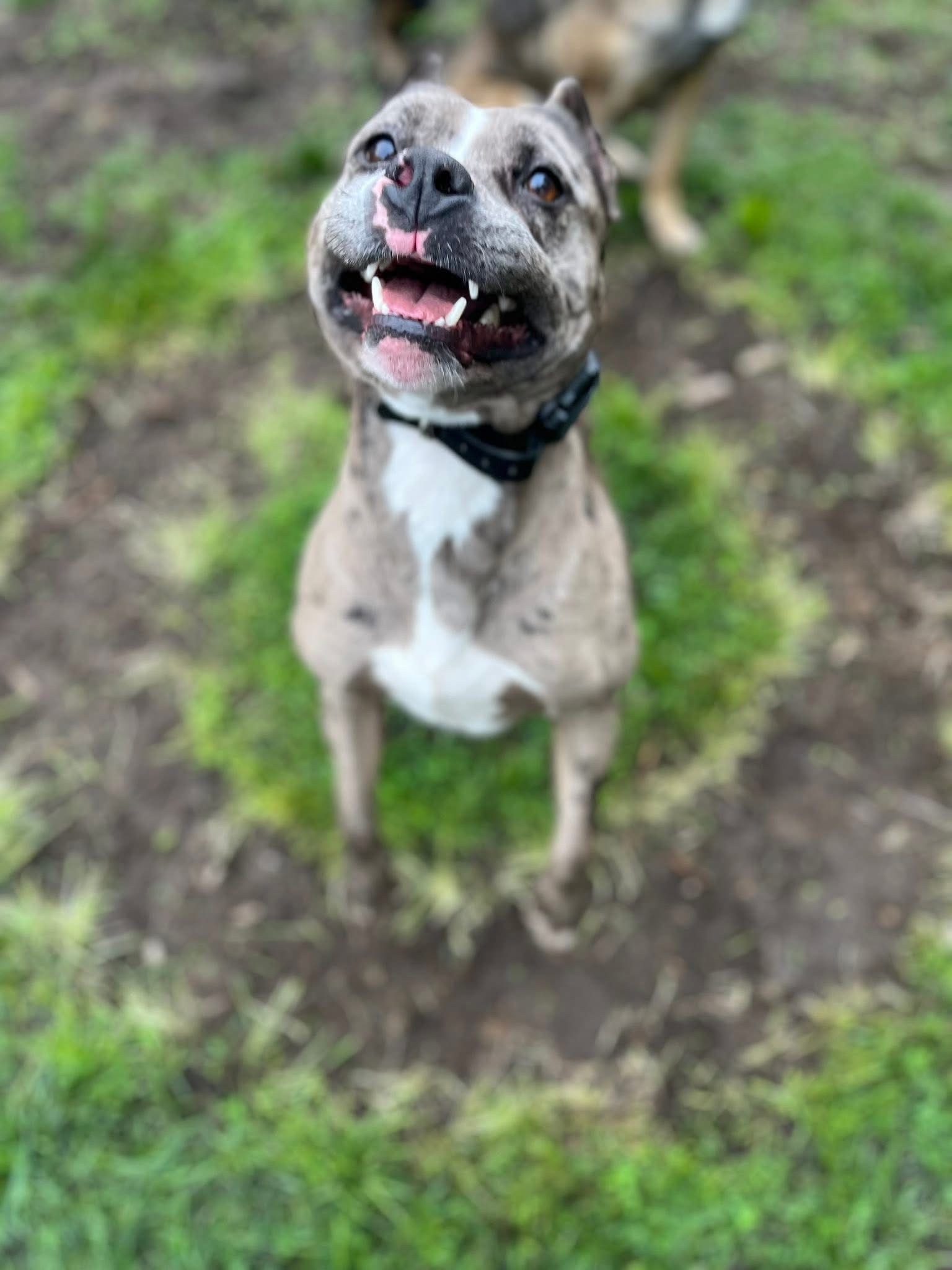 A dog is standing in the grass and looking up at the camera.