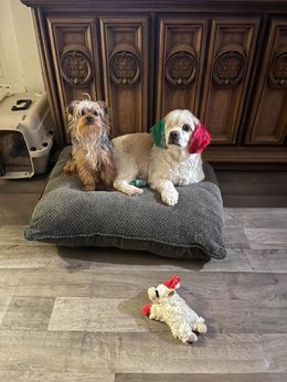 Two dogs are laying on a dog bed next to a stuffed animal.