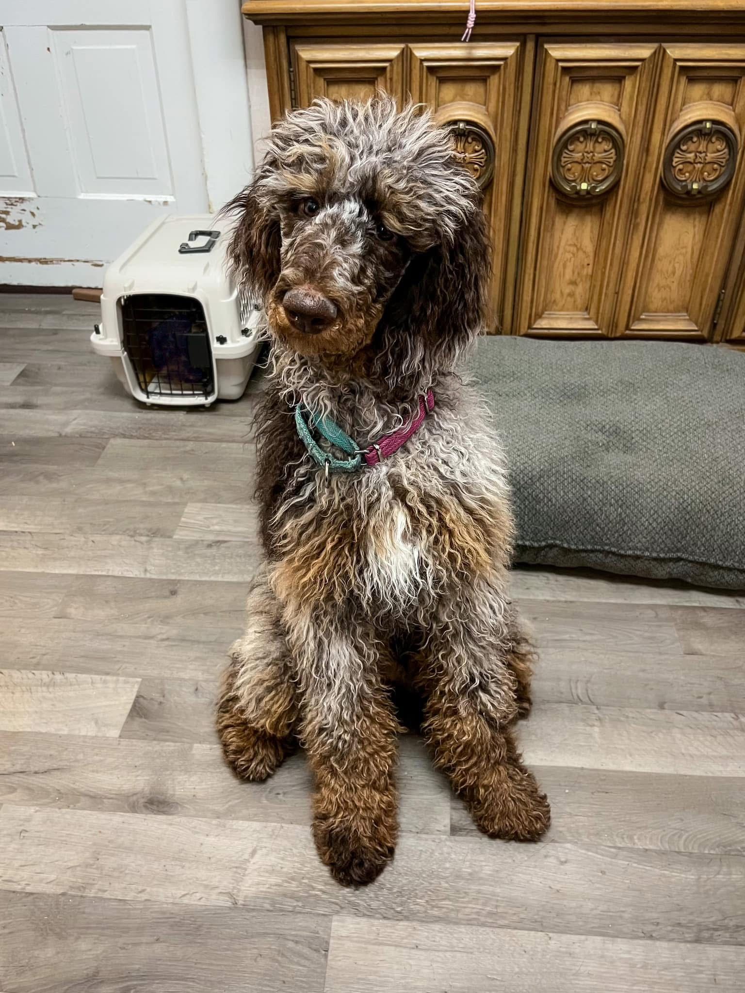 A brown and white dog is sitting on a wooden floor next to a kennel.