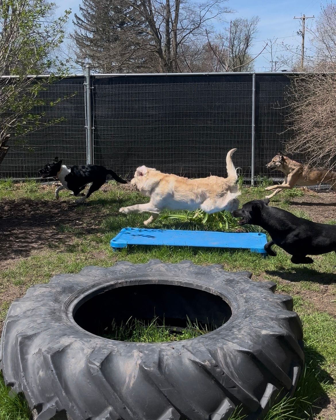 A group of dogs are running around a tire in a yard.