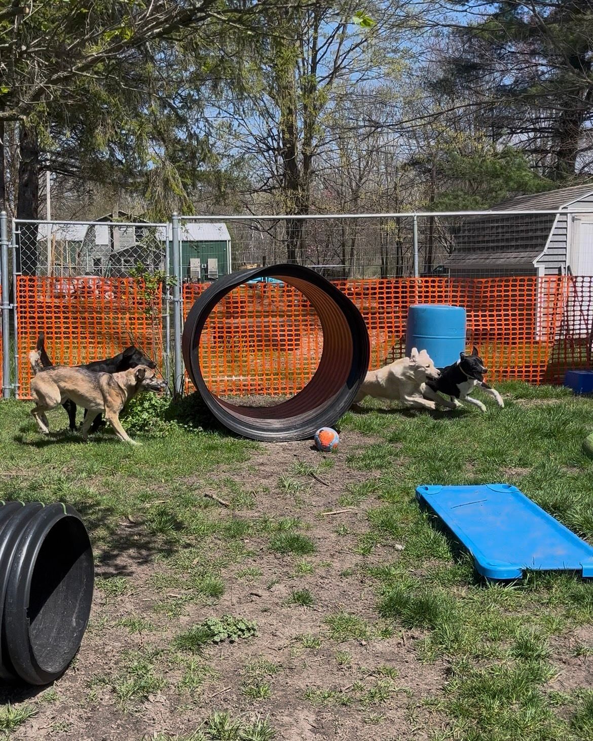 A group of dogs are running through a tunnel in a park.