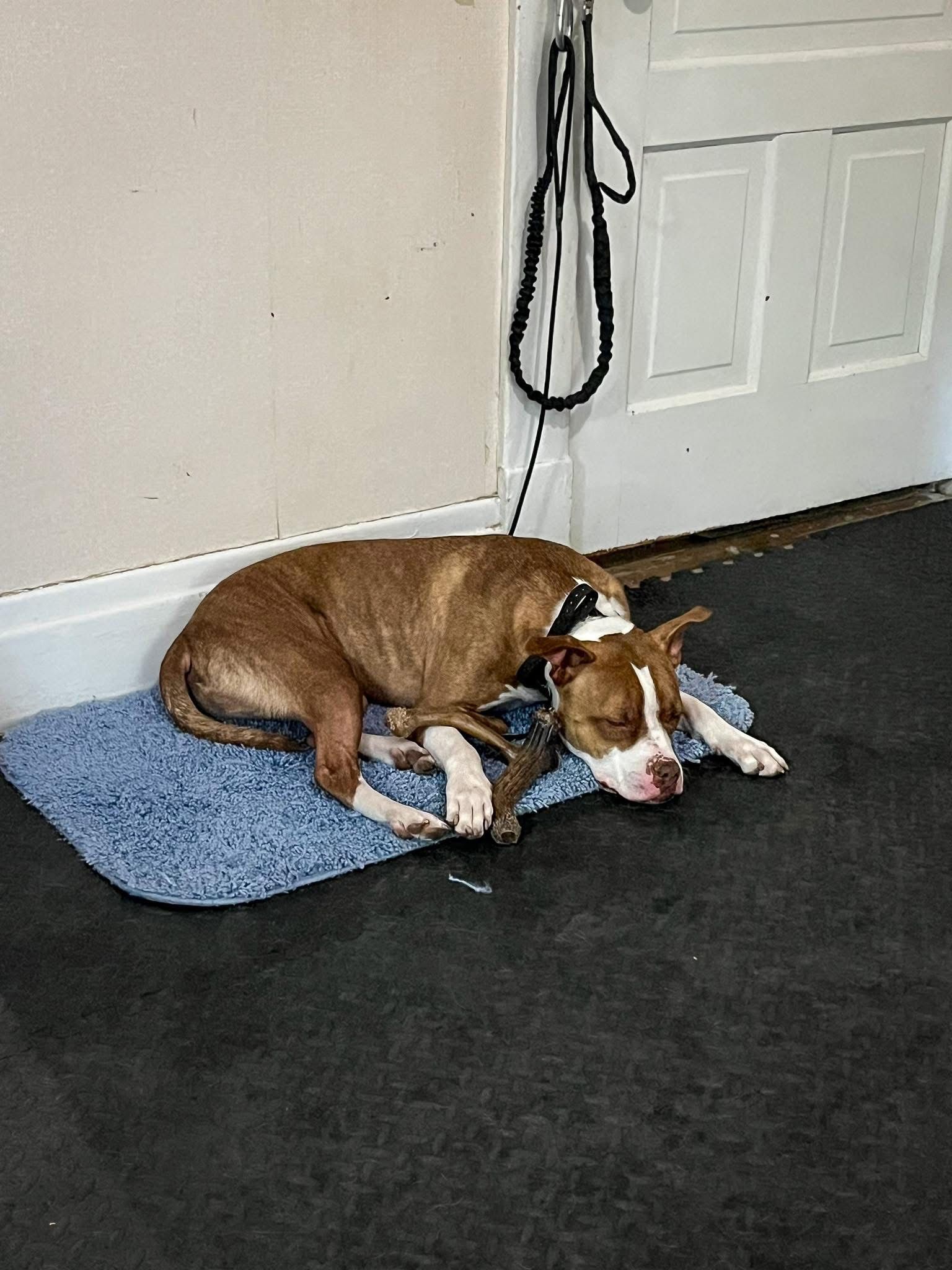 A brown and white dog is laying on a blue mat on the floor.