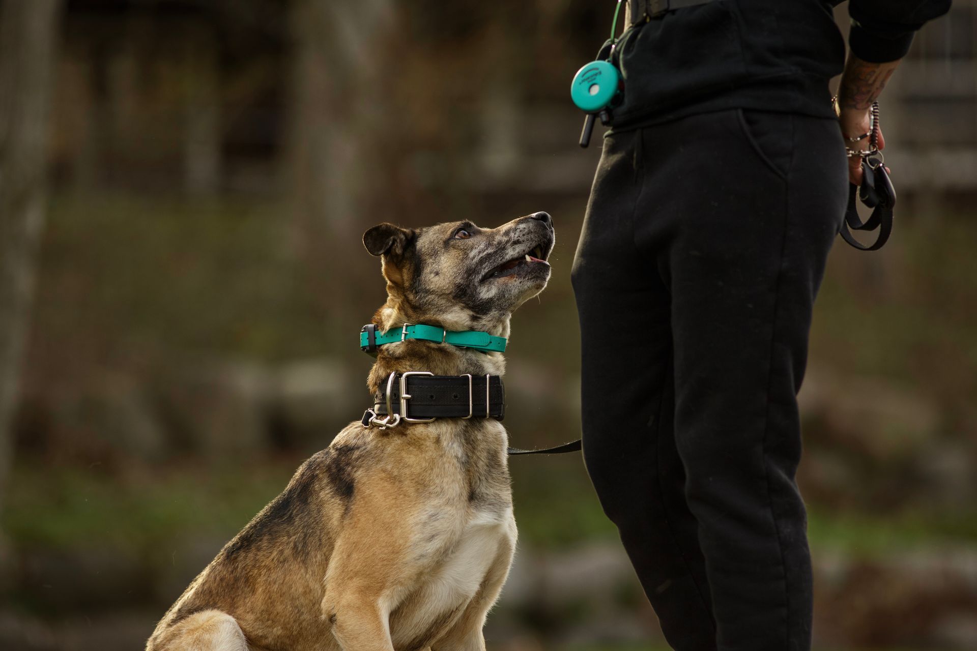A man is walking a black and white dog on a leash.