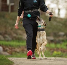 A man is walking a black and white dog on a leash.