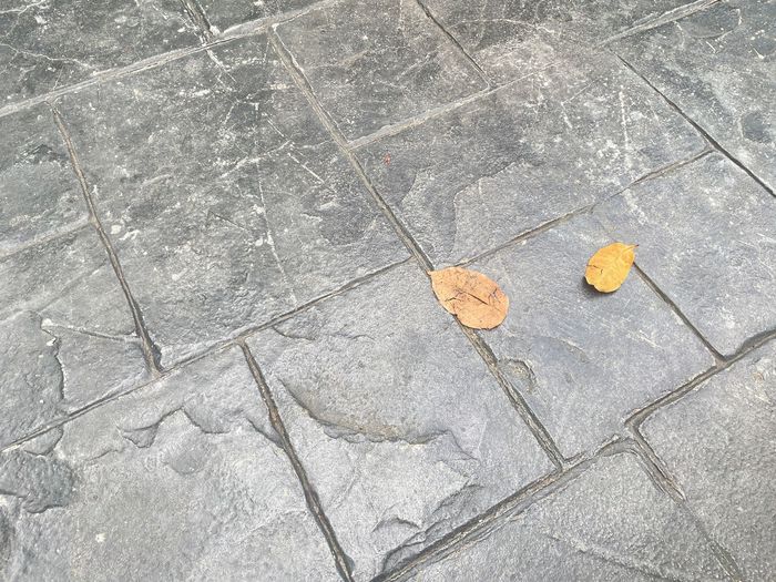 A leaf is laying on a stamped concrete floor.
