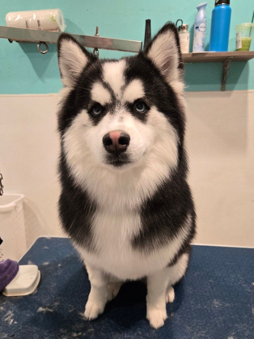 husky at grooming appointment