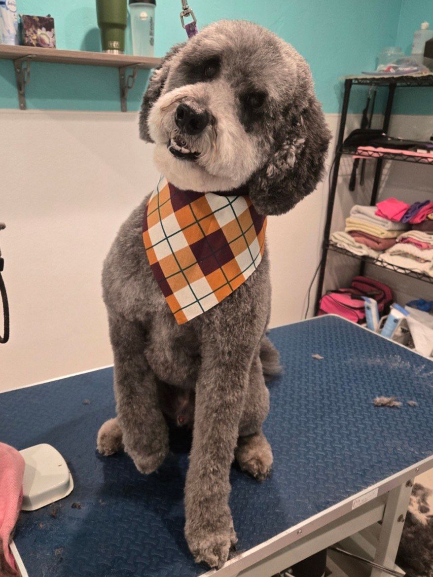 dog after trip to grooming salon