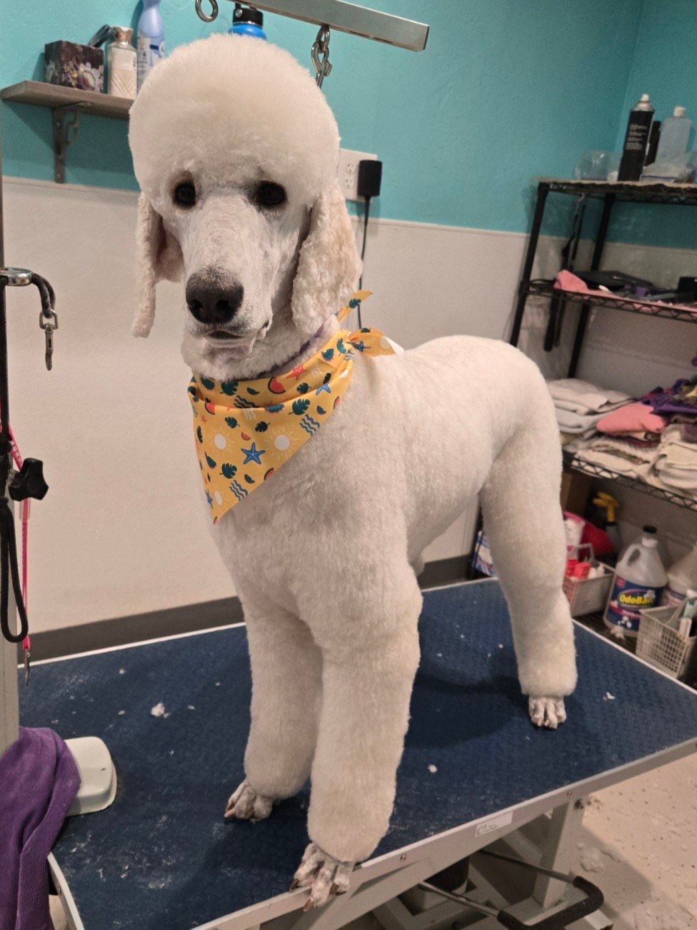 dog wearing bandana after grooming session