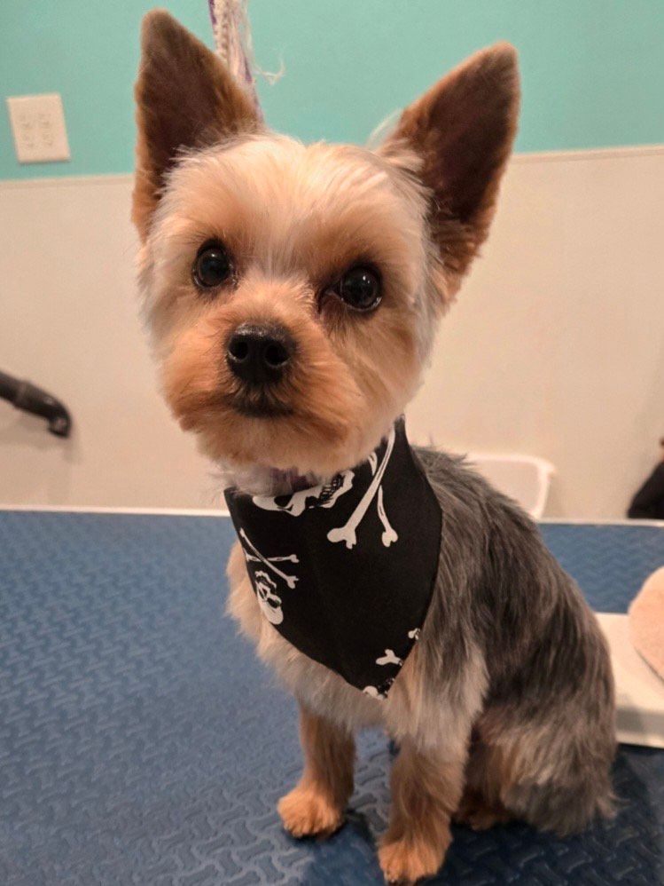 yorkie after wash and cut at grooming facility