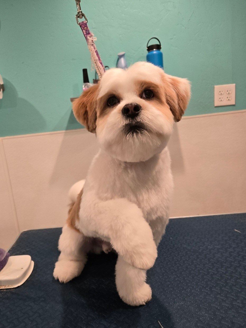 happy dog after its cut and bath