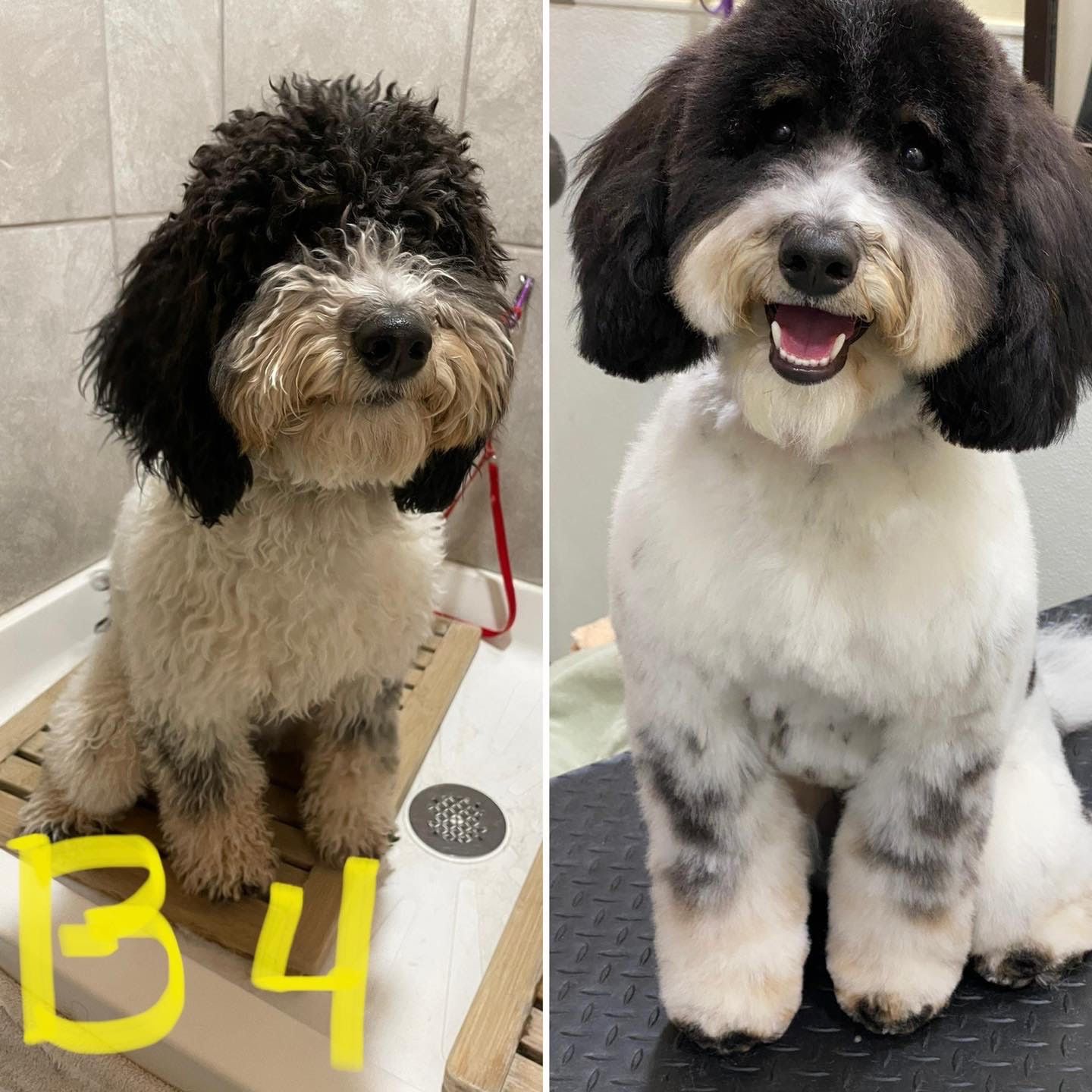 Grooming picture before and after