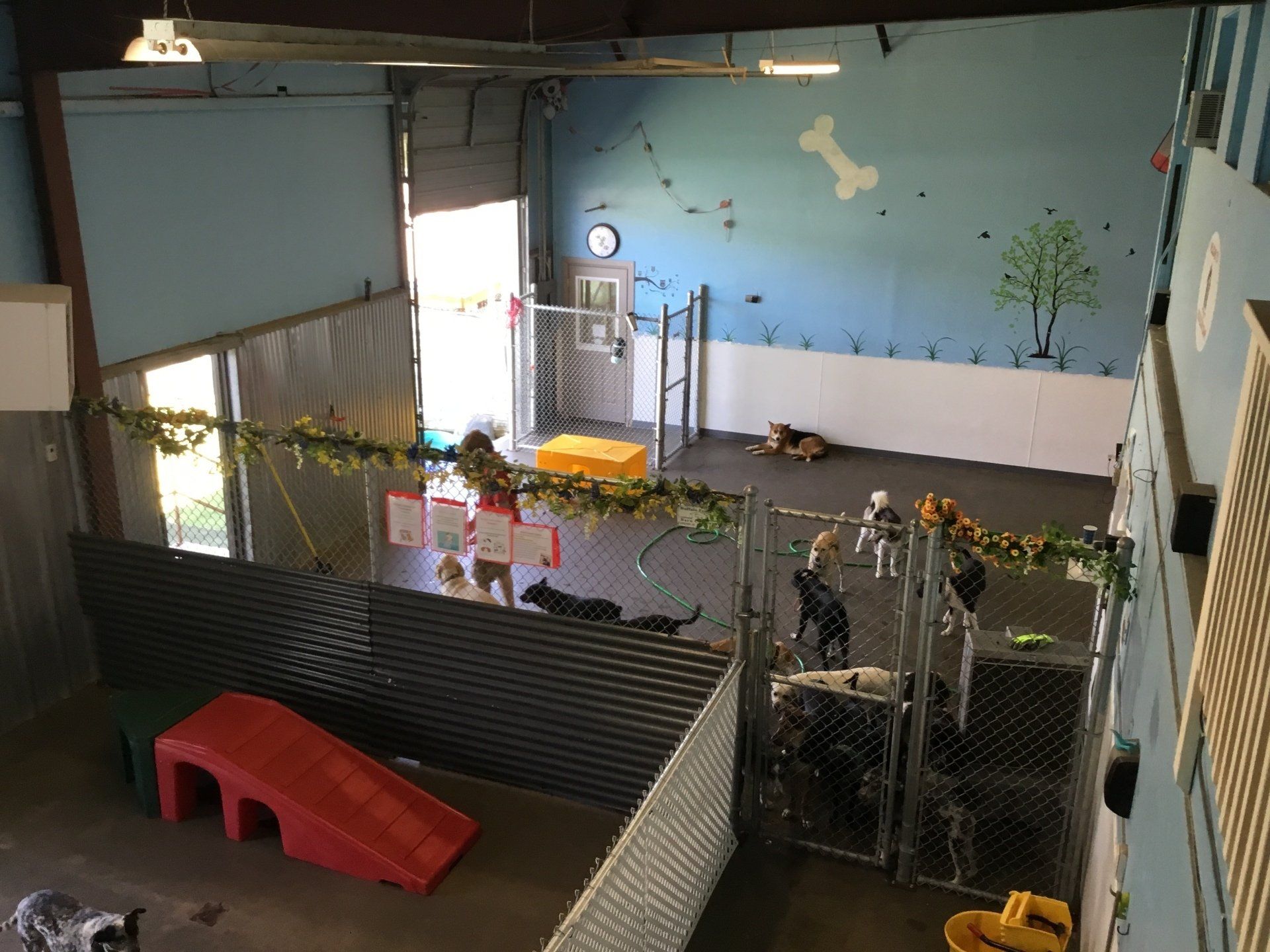 dogs having fun in the exercise room