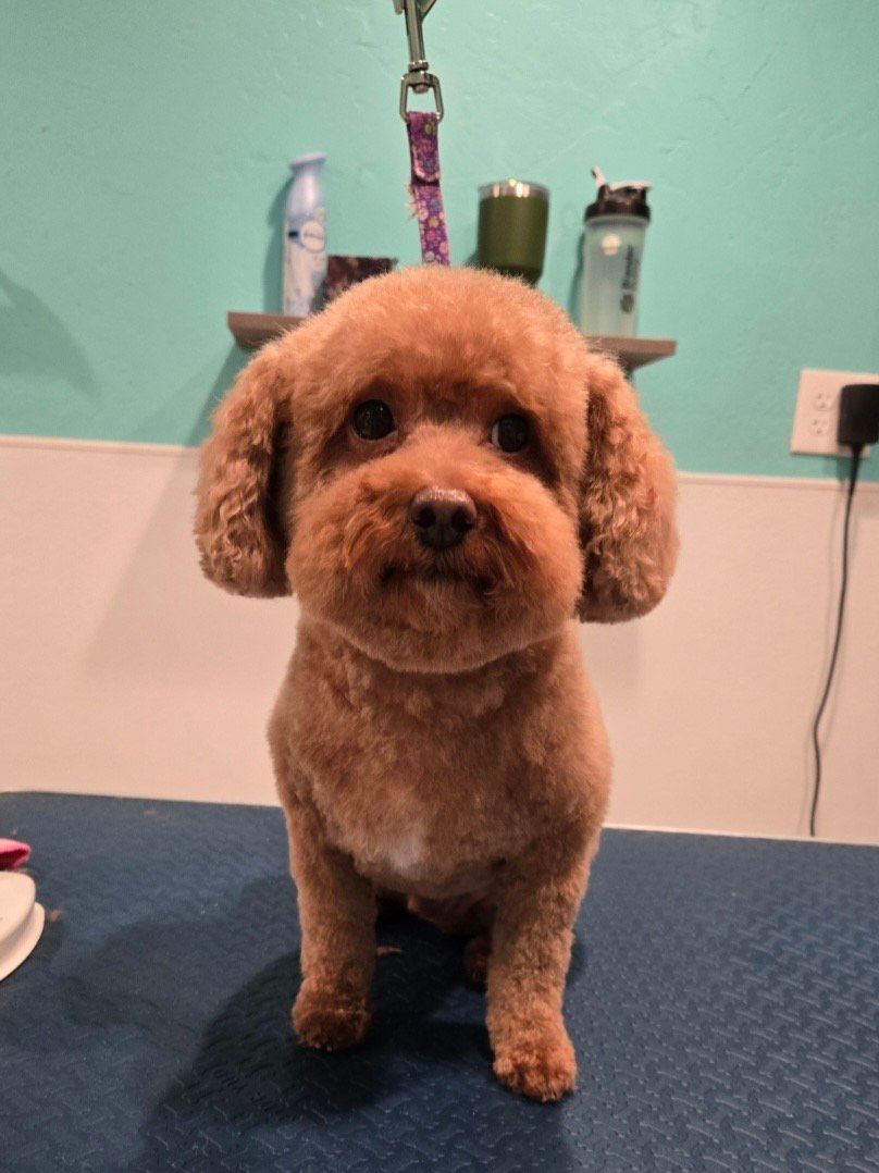 fluffy brown dog on grooming table