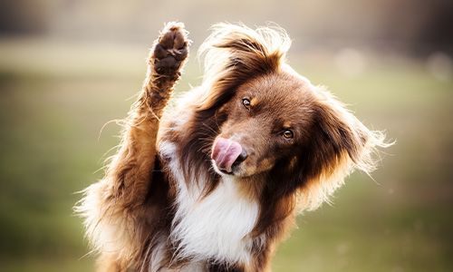 Cute dog raising paw saying bye with tongue out