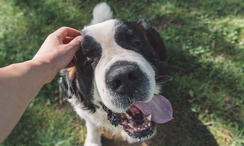cute dog with tongue out