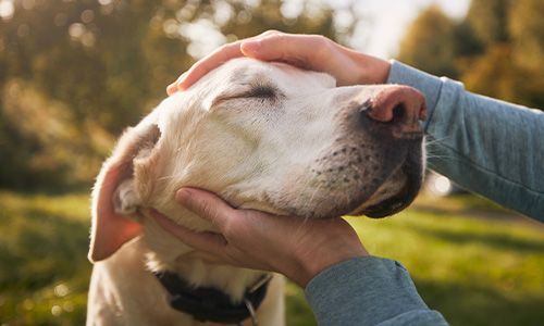 cute labrador getting pets from boarding facility staff
