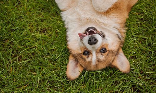 Goofy corgi upside down on grass with tongue out