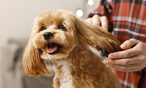 clean arizona dog getting groomed