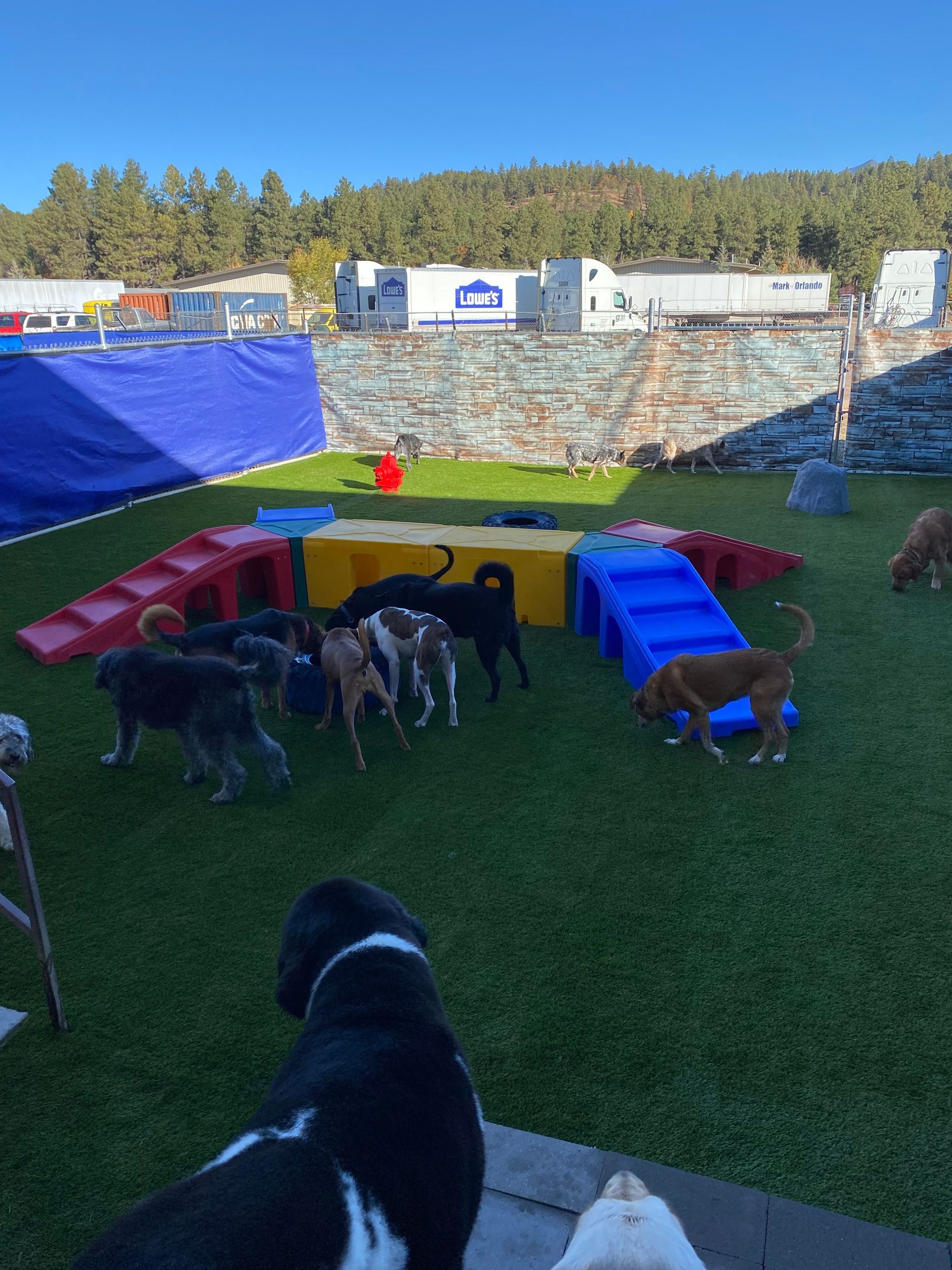 group of dogs evaluating outside obstacle course