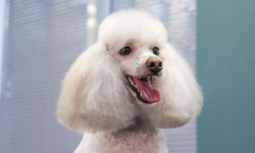 beautiful white poodle fresh from groomers