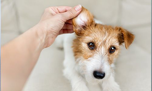 cute dog having ears inspected