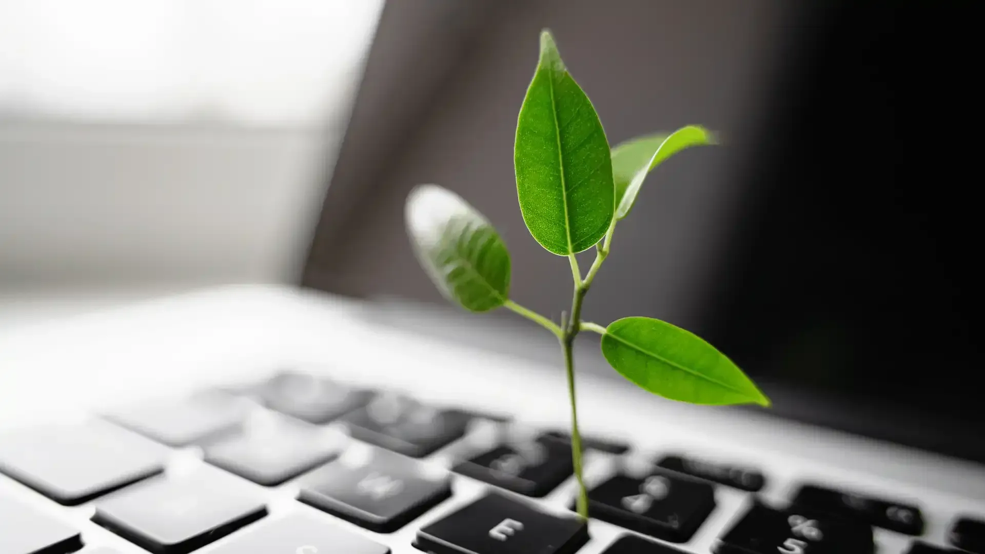 A small plant is growing out of a laptop keyboard.