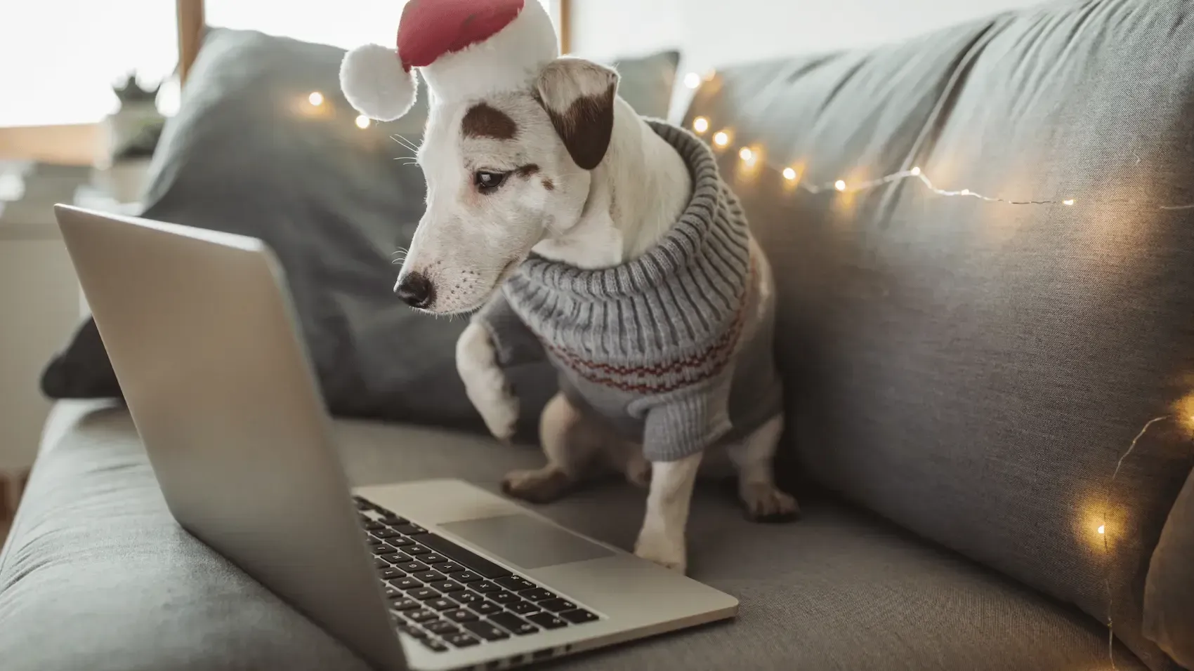 A dog wearing a santa hat is standing next to a laptop computer on a couch.