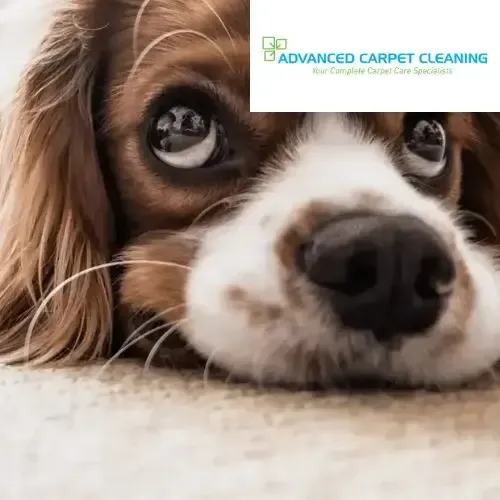 A close up of a dog laying on a carpet.