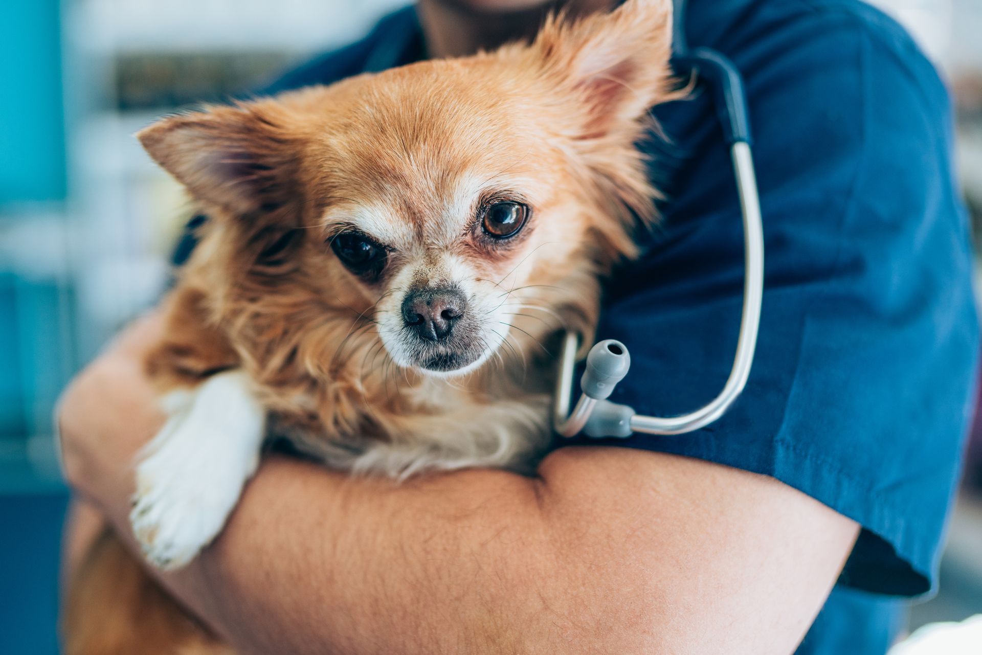 A veterinarian is holding a small dog with a stethoscope around its neck.