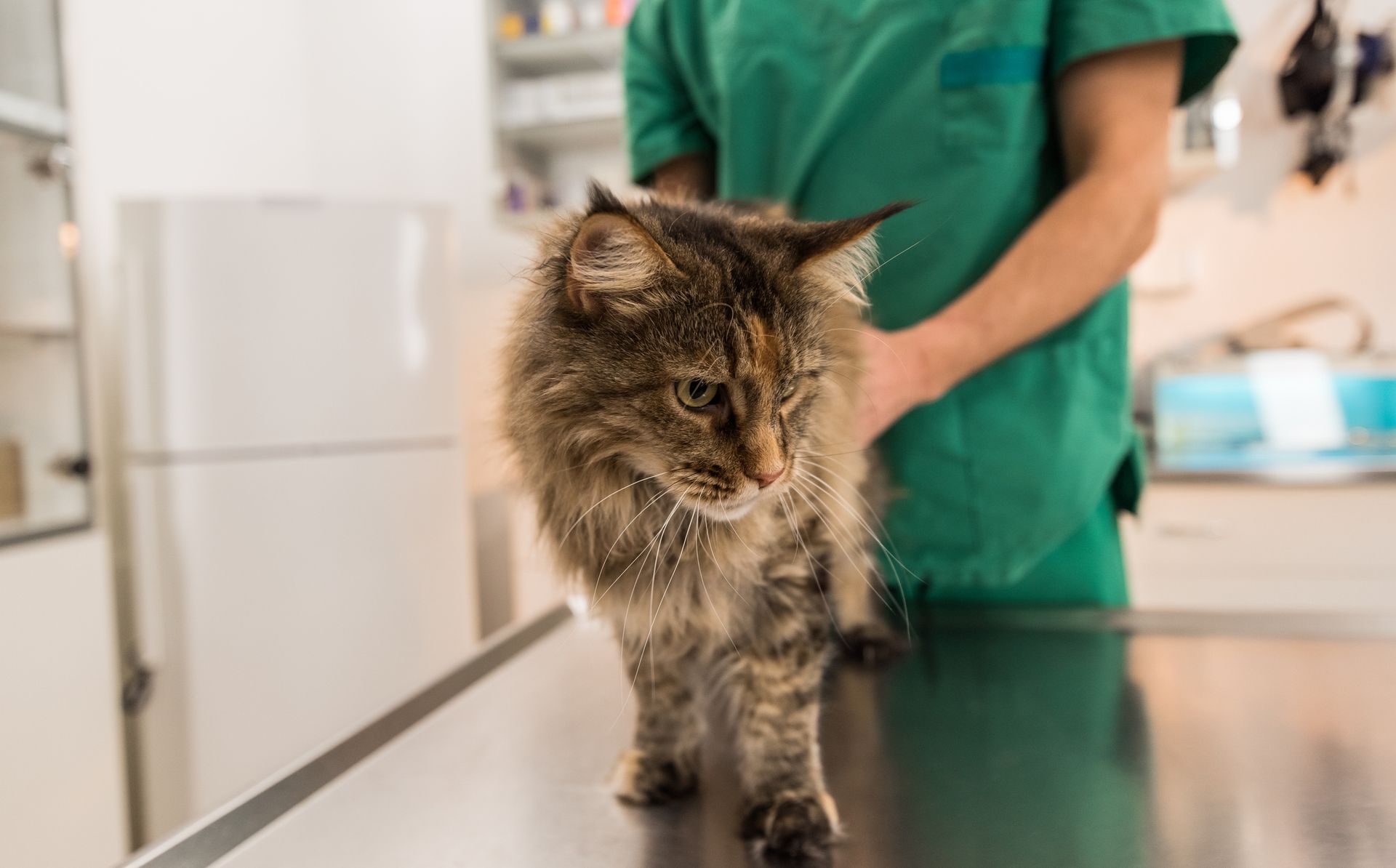 A cat is standing on a table in front of a veterinarian.