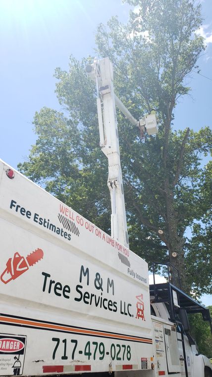 Tree service truck with a raised boom trimming a tree on a sunny day.