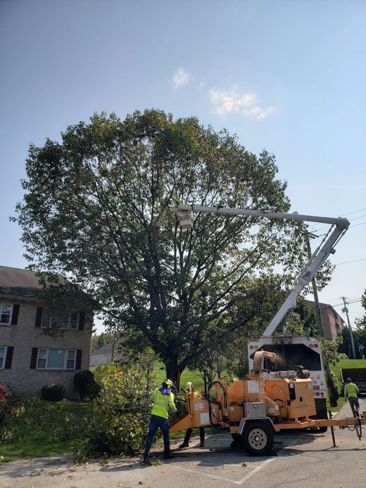 Tree trimming: crew in lift bucket working on large tree near buildings, with a chipper on the ground.