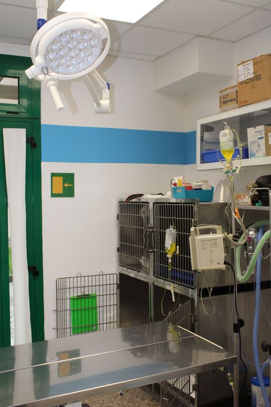 un gatto in una gabbietta e dei macchinari diagnostici accanto