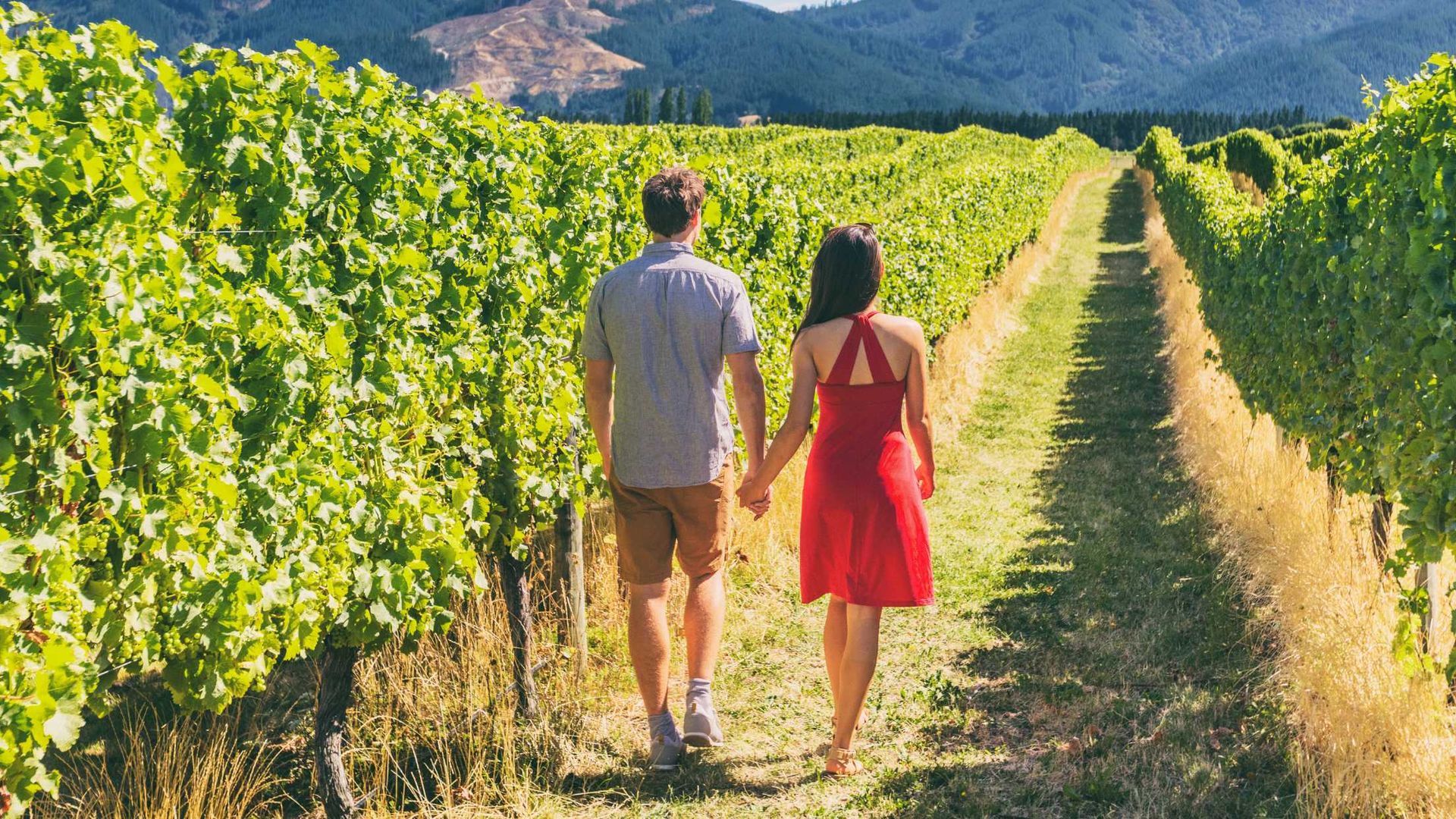 A man and a woman are walking through a vineyard holding hands.